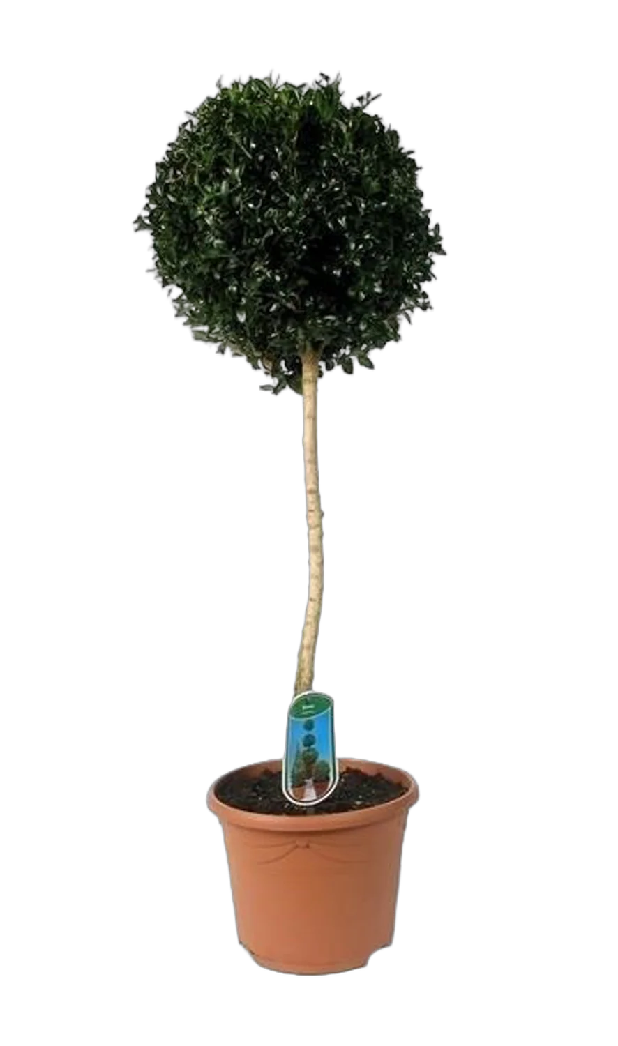 Самшит вечнозеленый (Буксус) - Buxus D25 H100