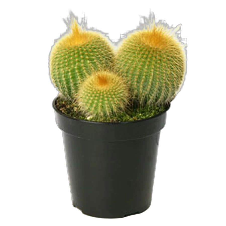 Нотокактус - Notocactus ottonis D12 H15