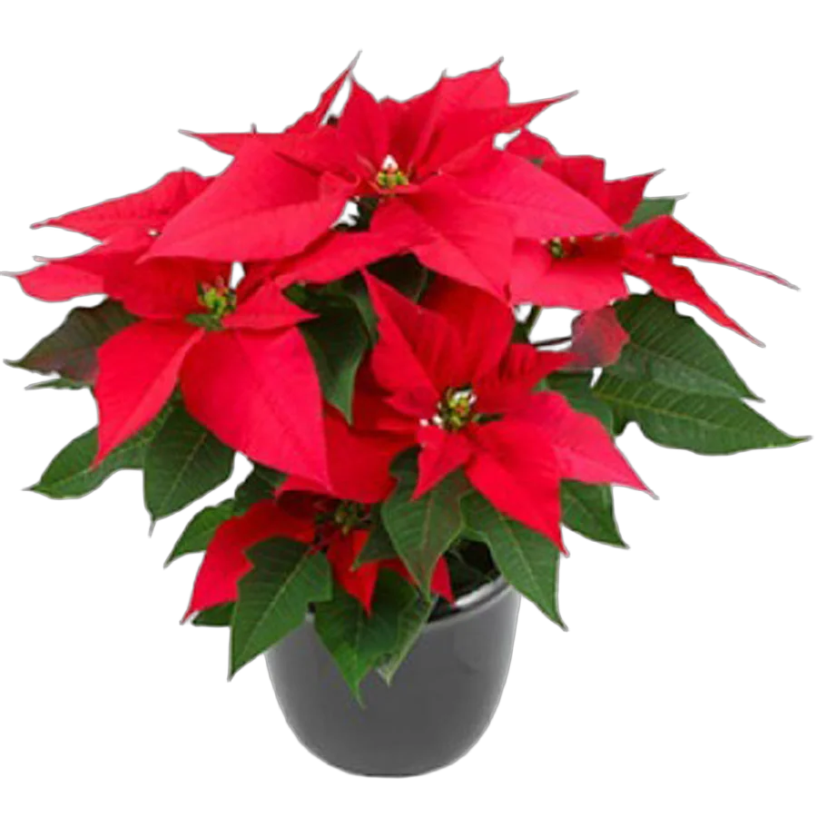 Пуансеттия (молочай красивейший) красный - Euphorbia pulcherrima D18 H45