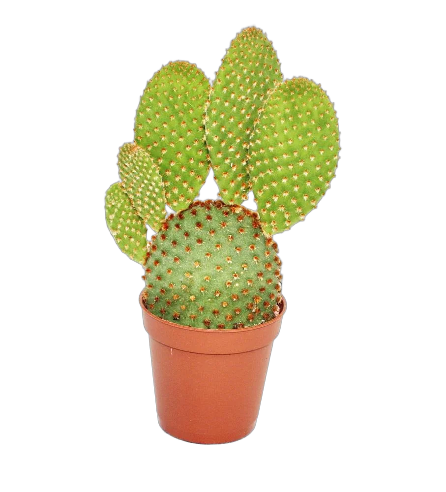 Опунция мелковолосистая - Opuntia microdasys  D5 H10