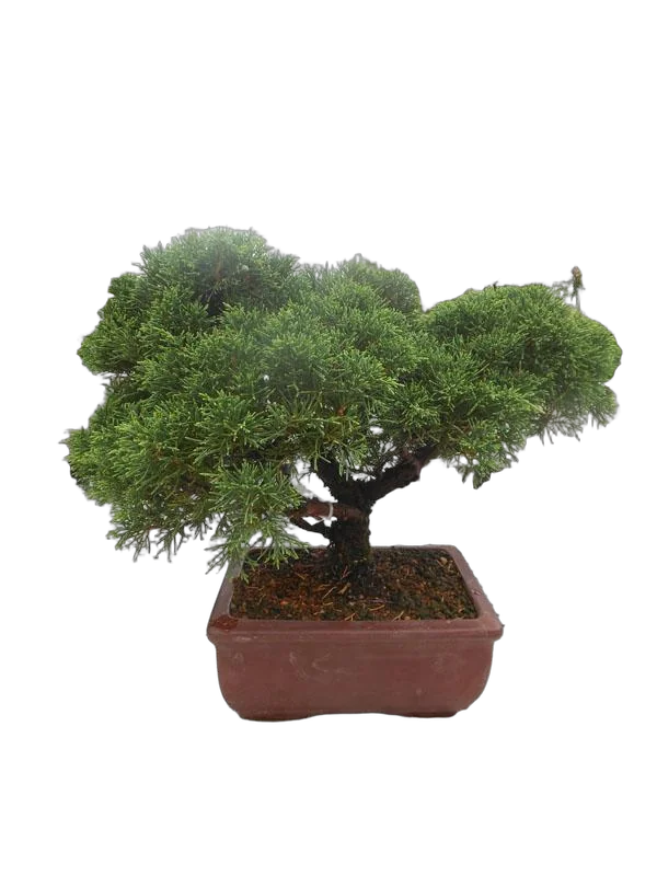 Бонсай Можжевельник - Bonsai Juniperus chinensis D21 H36