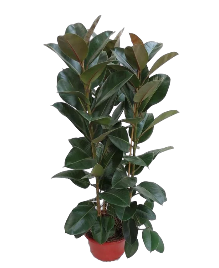 Фикус эластика Робуста - Ficus elastica Robusta D30 H160