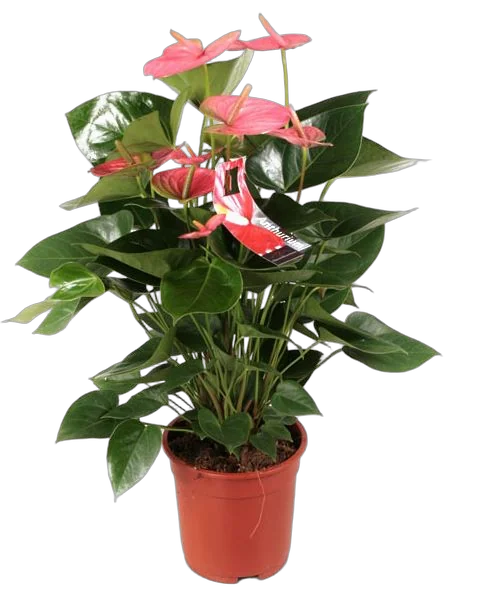 Антуриум Андреанум Джоли - Anthurium  Joli розовый D12 H35