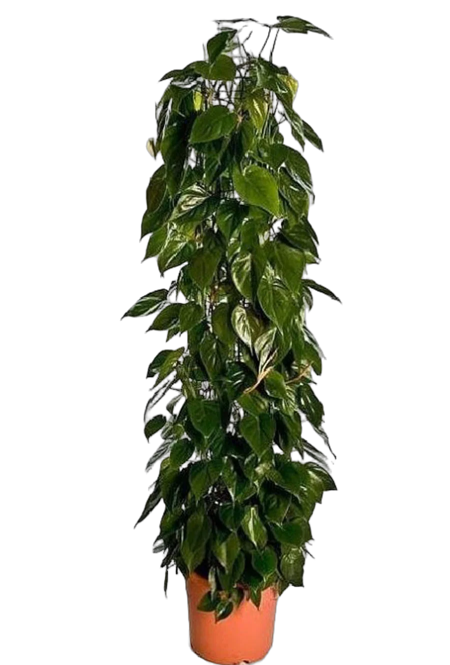 Филодендрон Сканденс, лазящий - Philodendron scandens D27 H180