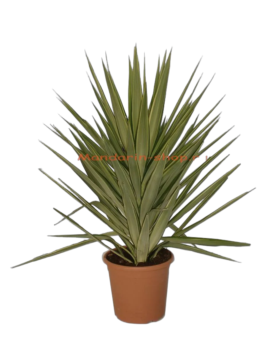 Пальма Юкка слоновья нога - Yucca elephantipes 'Jewel' D30 H115