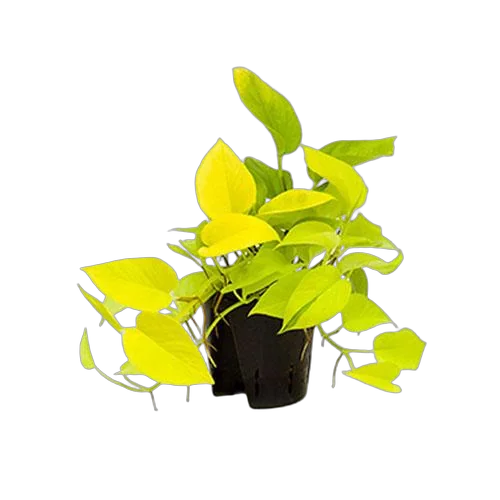 Эпипремнум золотистый Голден Потос - Epipremnum Golden Pothos D14 H30