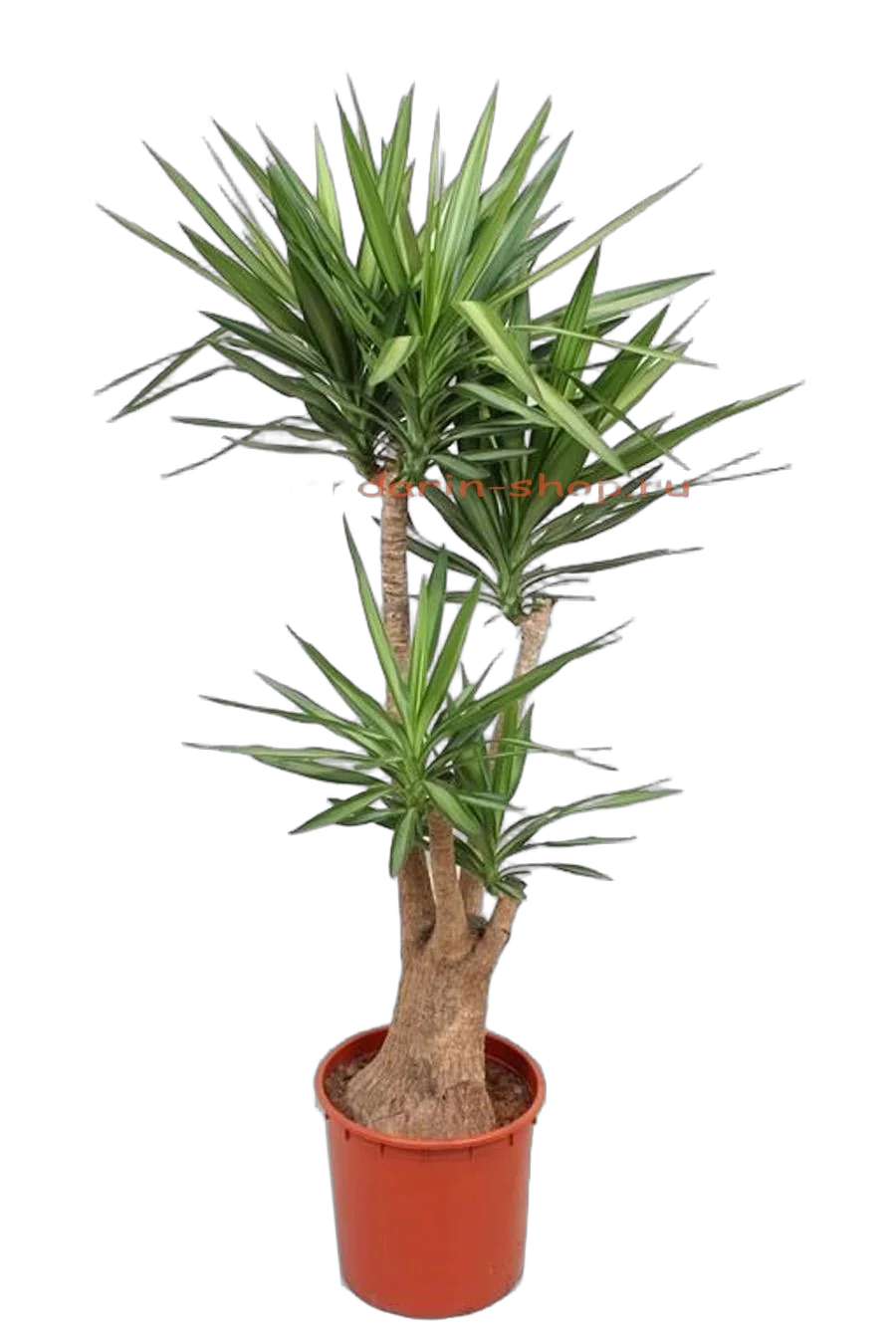 Пальма Юкка слоновая - Yucca elephantipes Elmila BRANCHED D45 H200