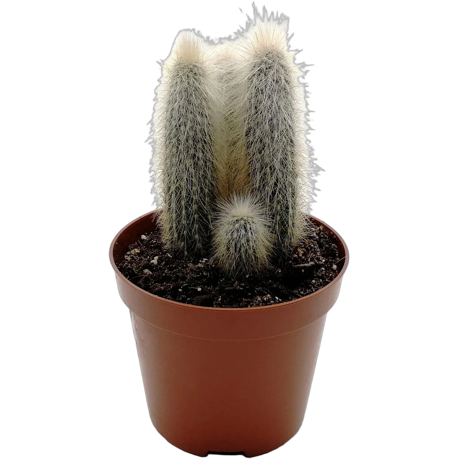 Клейстокактус Кластер - Cleistocactus cluster D17 H40