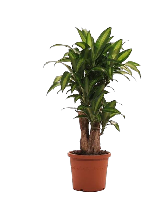 Драцена Фрагранс, душистая Массанжеана - Dracaena fragrans D30 H110