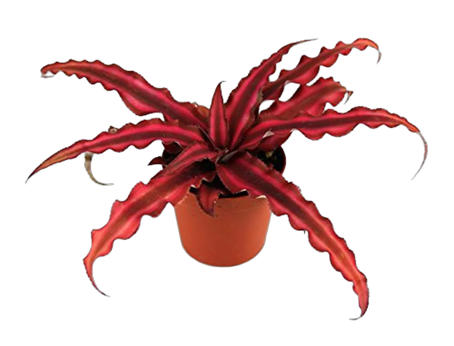 Криптантус двуполосый - Cryptanthus Red Star D9 H10