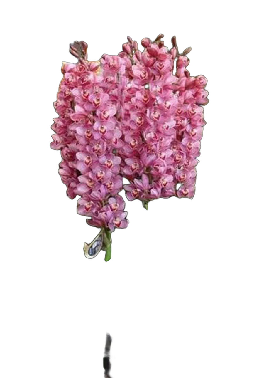 Цимбидиум розовый - Cymbidium  D21 H100