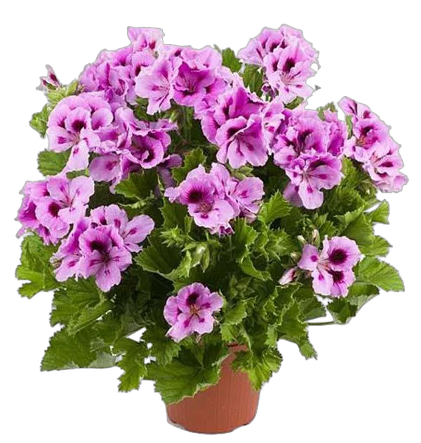 Герань (пеларгония) двух цветная - Pelargonium D12 H25