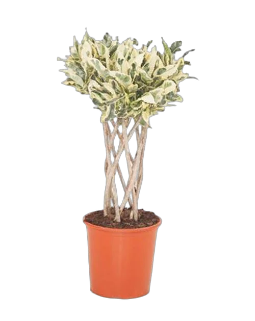 Кодиеум Тамара D24 H110