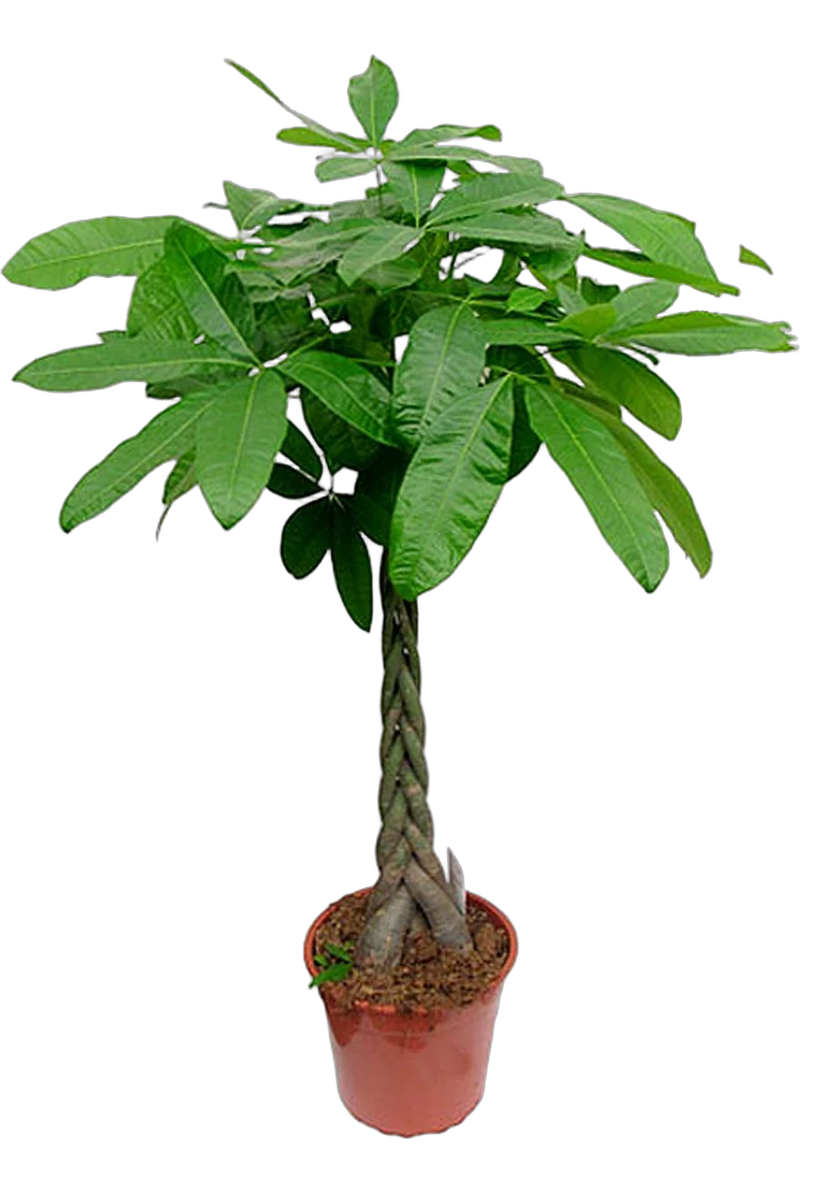 Пахира Акватика - Pachira D21 H120