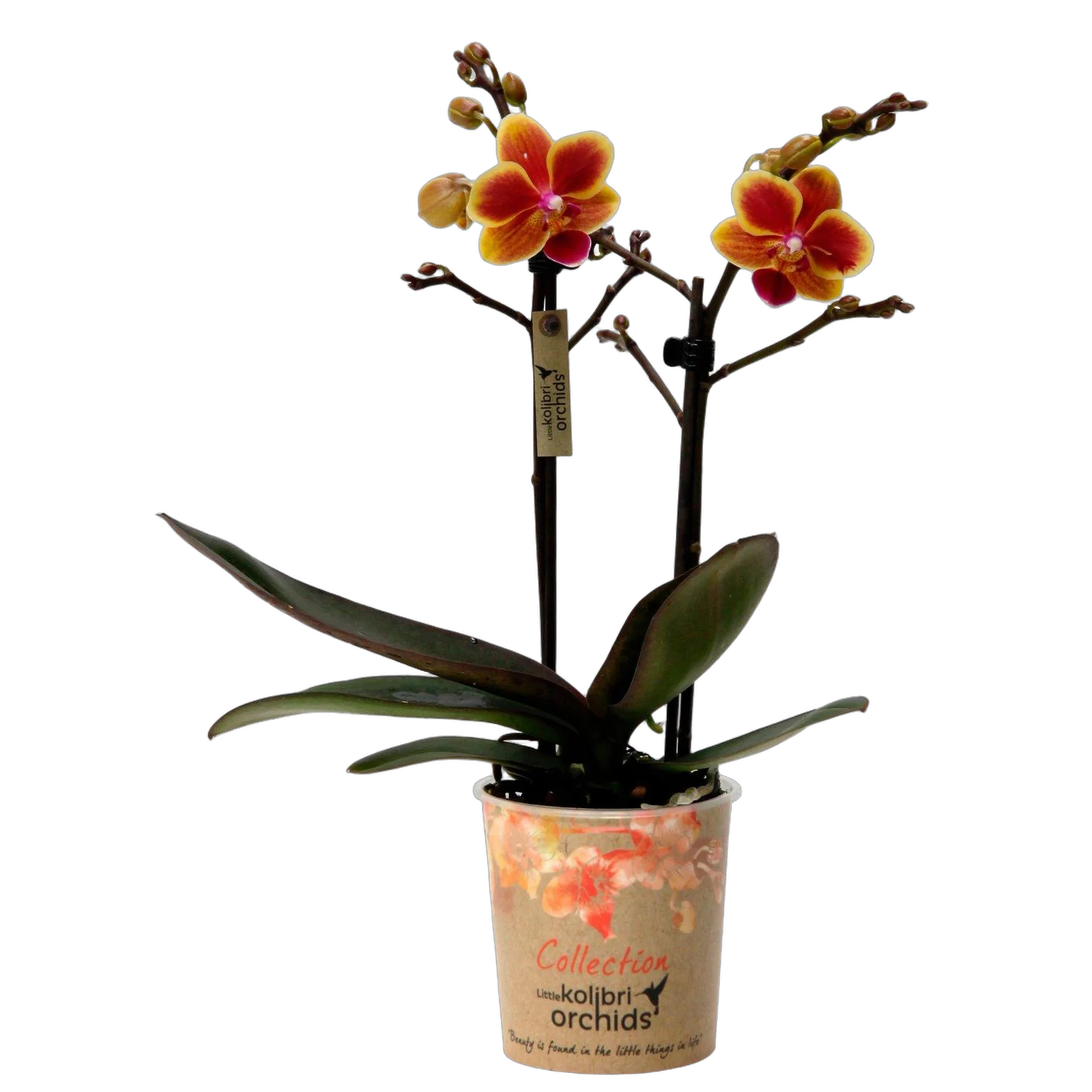 Фаленопсис мини 2 цветоноса - Phal Little Kolibri 2st Colombia D9 H15