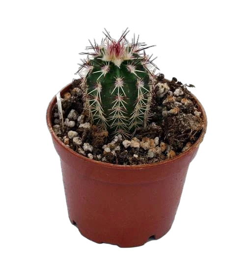 Эхиноцереус зеленоцветковый - Echinocereus viridiflorus D9 H15