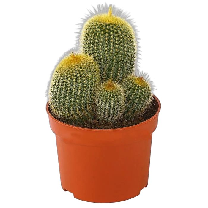 Нотокактус - Notocactus ottonis D15 H25