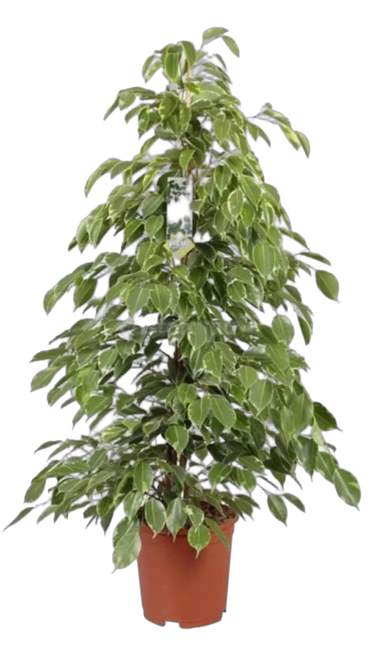 Фикус Бенджамина Голден Кинг - Ficus benjamina Golden King D22 H90