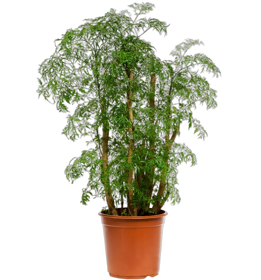 Полисциас Робл D18 H80