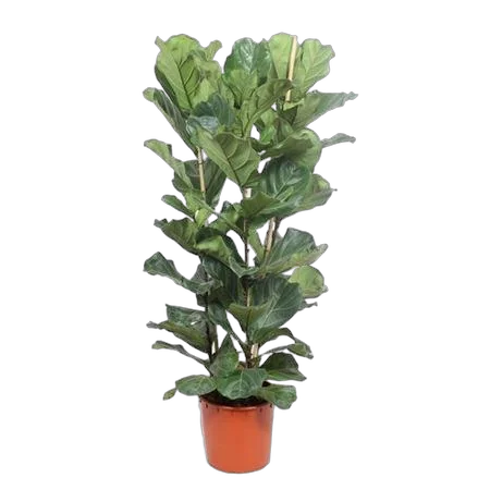 Фикус Лировидный (Лирата) - Ficus Lyrata D34 H180
