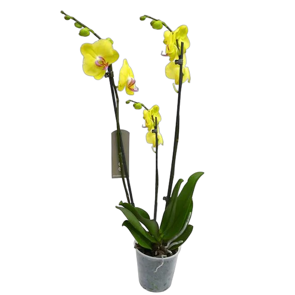 Фаленопсис гигантский 3 цветоноса - Phalaenopsis gigantea Alassio (Anthura) D15 H90