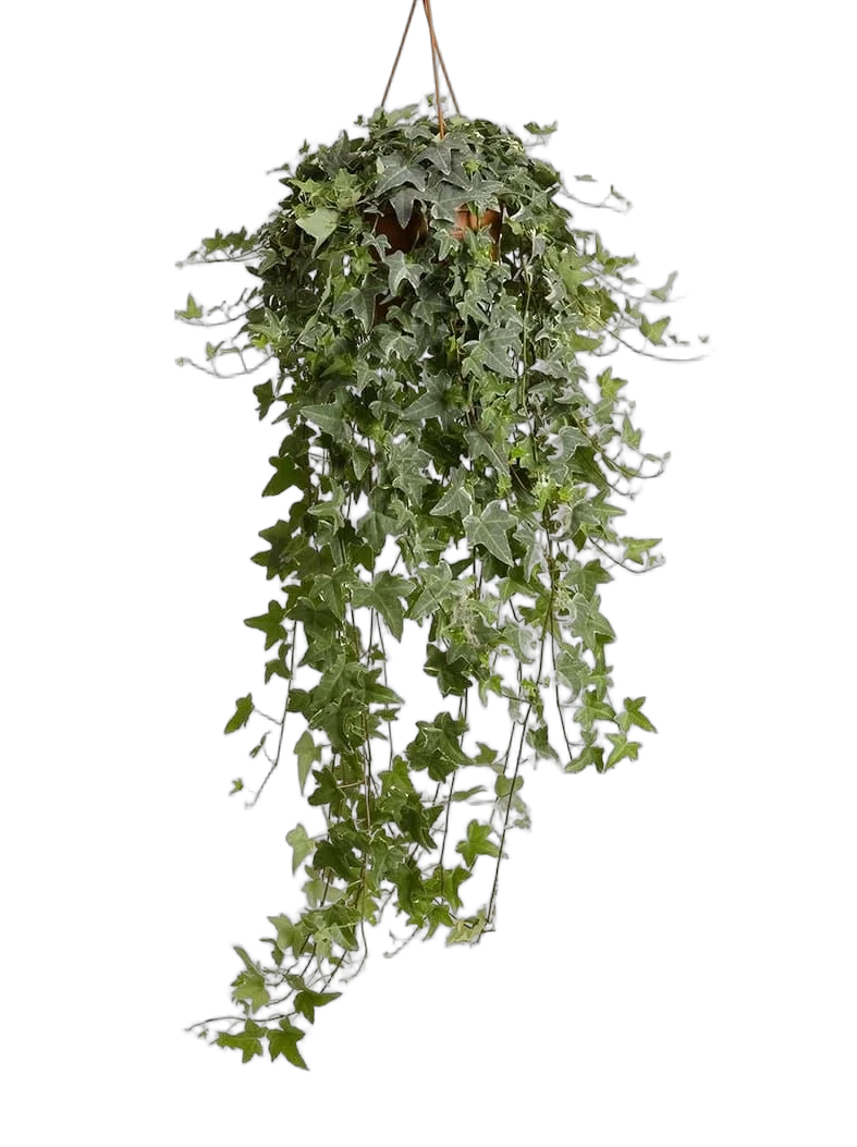 Хедера, плющ - Hedera  D21 H60