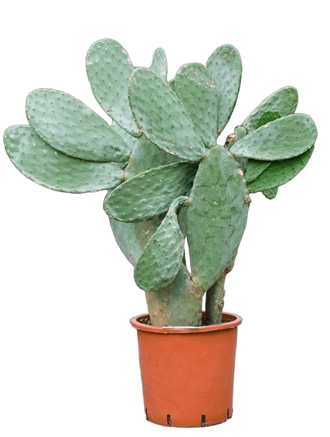 Опунция индийская - Opuntia ficus-indica D40 H130