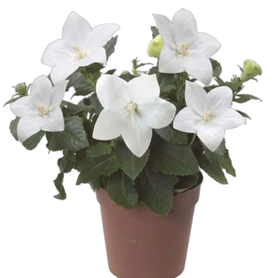 Платикодон белый - Platycodon grand Astra White D12 H24