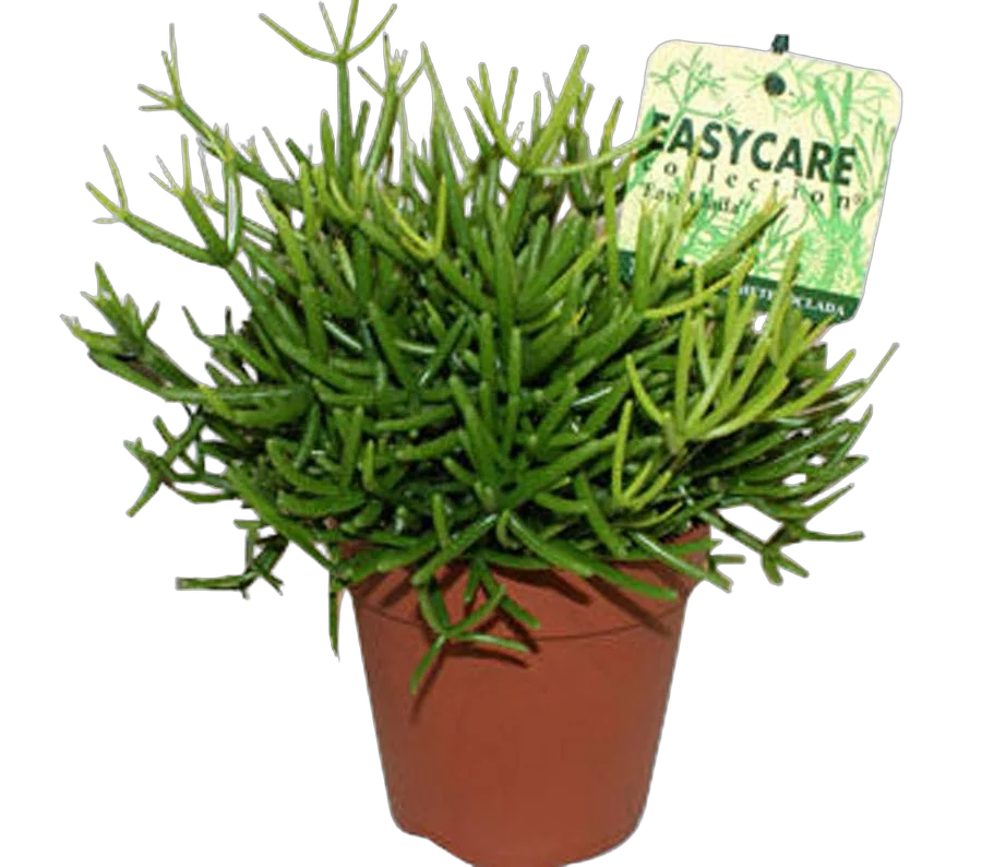 Рипсалис - Rhipsalis heteroclada Easy Clada D18 H25