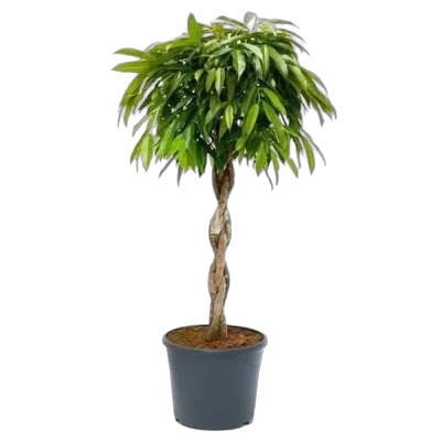 Фикус Биннедика Амстел Голд косичка -  Ficus binnendiijkii Amstel Gold D24 H120