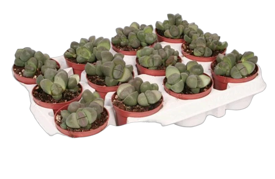 Литопс - Lithops spp D5 H10