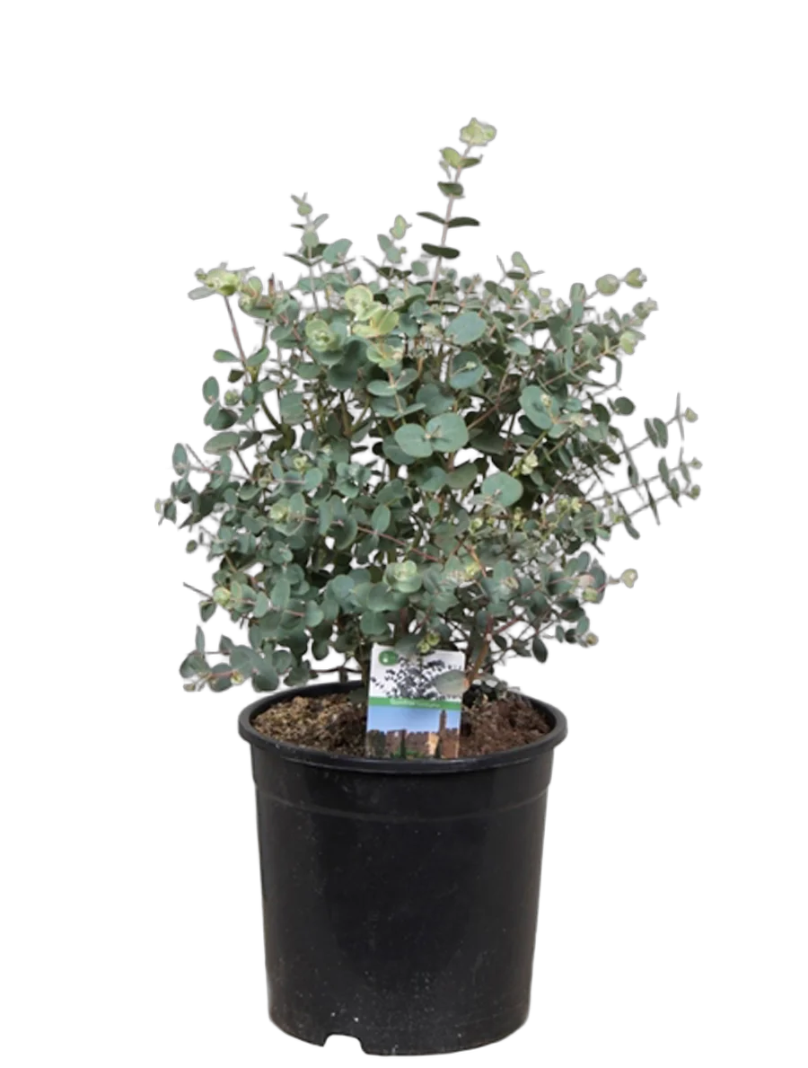 Эвкалипт Гунни Буш (Eucalyptus gunnii Bush) D12 H30