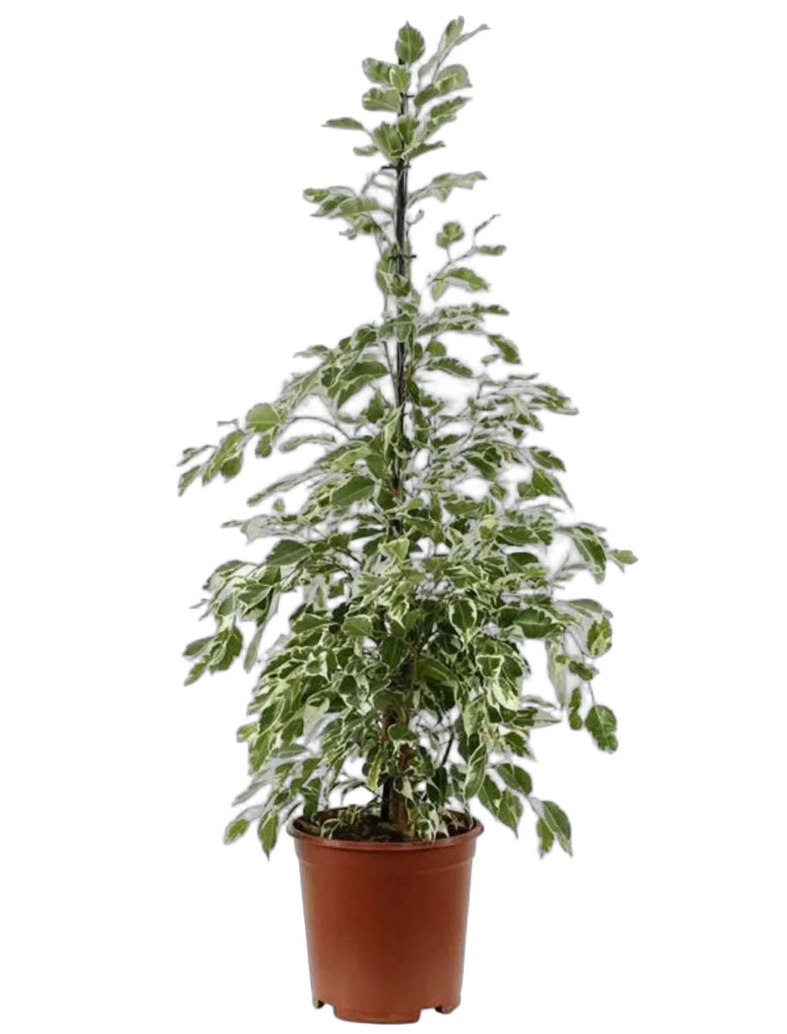 Фикус бенджамина Старлайт D27 H140