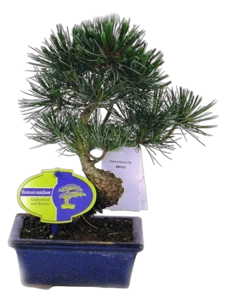 Бонсай Сосна - Bonsai Pinus D15 H25