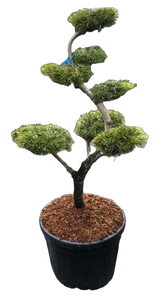 Бонсай Сосна - Bonsai Pinus contorta D65 H180