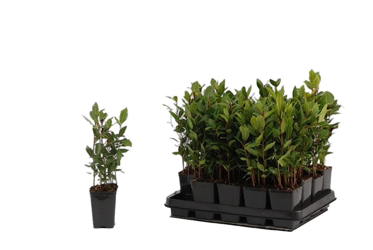 Лавр благородный - Lurus nbilis D10 H20