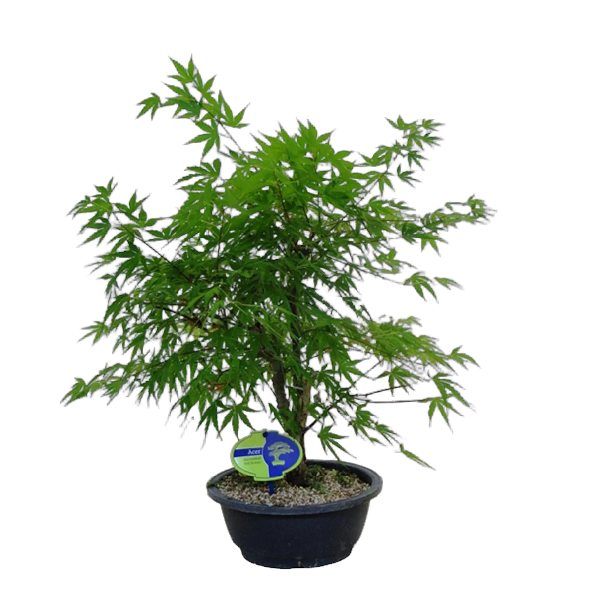 Бонсай клен дланевидный D20 H50