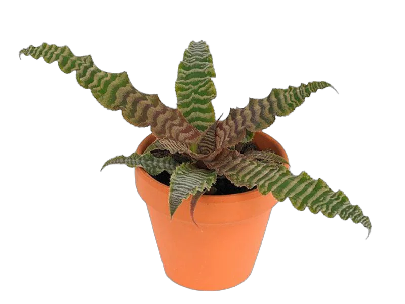 Криптантус бесстебельный - acaulis D9 H10