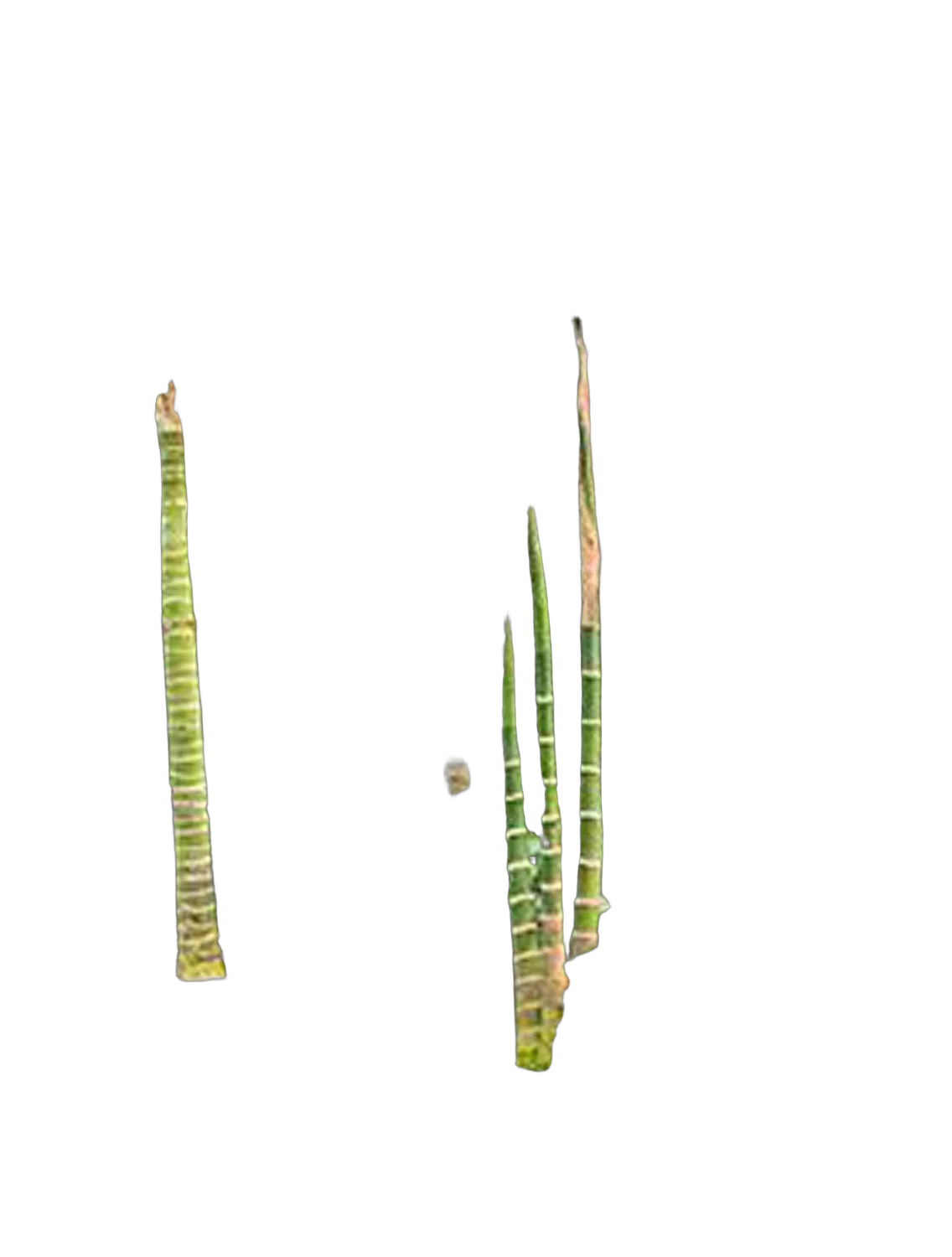 Пальма Арека катеху, Бетелевая пальма - Areca catechu D60 H400