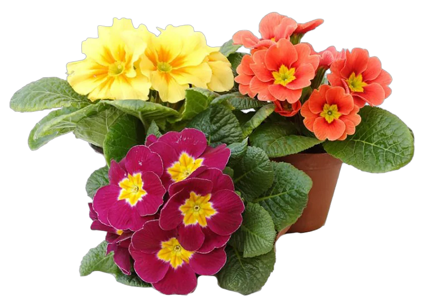 Примула обконика микс - Primula D10 H20