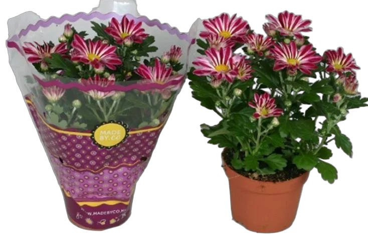 Хризантема пурпурная - Chrysanthemum Robinho D9 H20