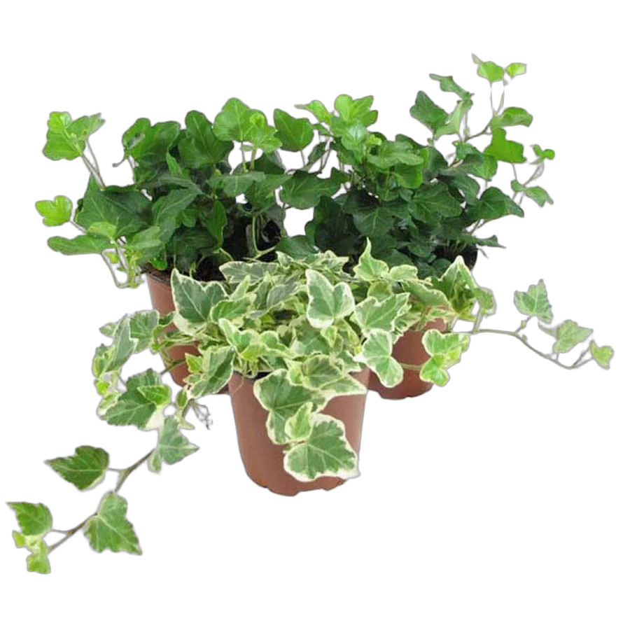 Хедера Хеликс Анна - Hedera helix Anna D12 H15