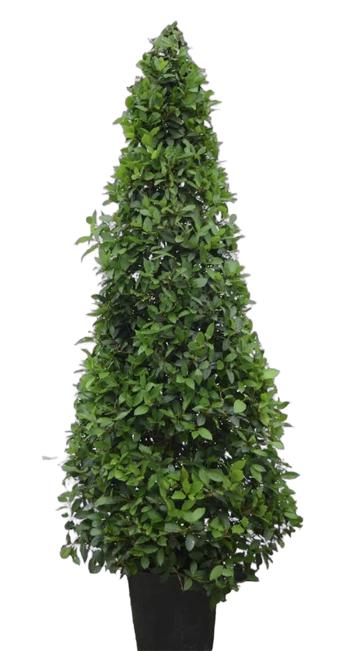 Лавр благородный - Lurus nbilis D40 H250