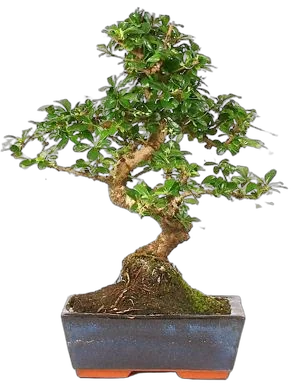 Бонсай Кармона D25 H35