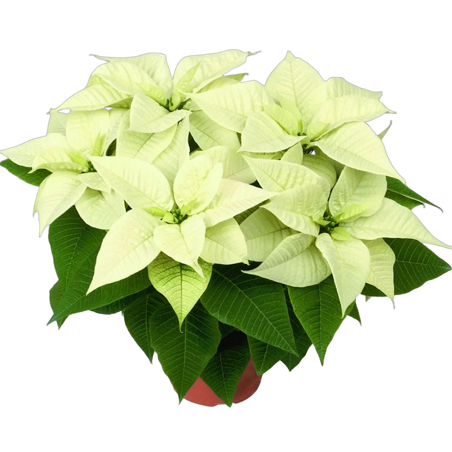 Пуансеттия (молочай красивейший) желтый - Euphorbia pulcherrima D12 H30