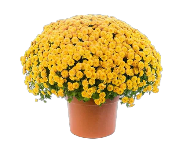 Хризантема Шар желтая - Chrysanthemum Bg trolley D20 H35