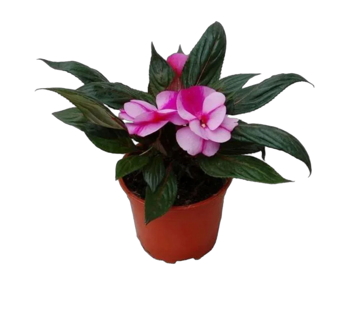 Бальзамин (Импатиенс) - Balsaminaceae D12 H25