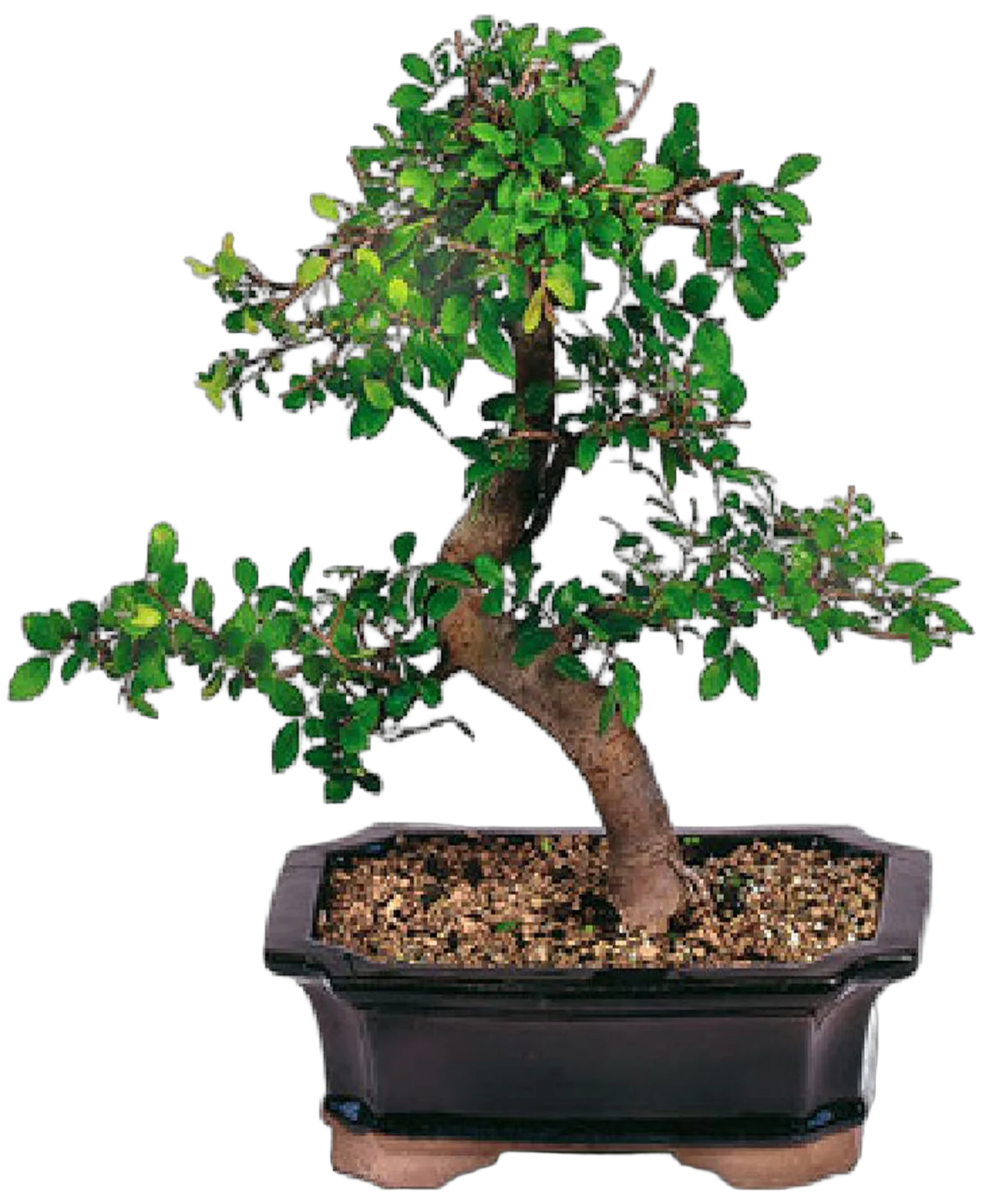 Бонсай Вяз D20 H30