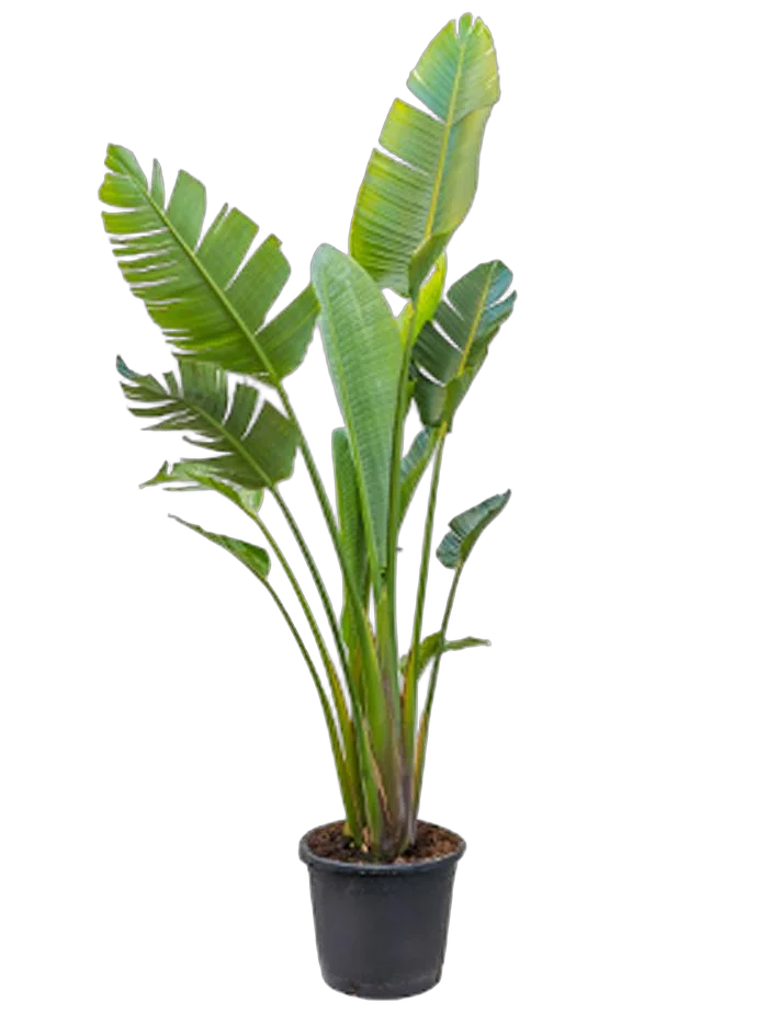 Стрелиция августа - Strelitzia Augusta D24 H120