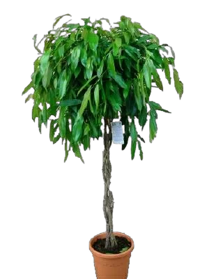 Фикус Биннедика Амстел Голд косичка -  Ficus binnendiijkii Amstel Gold D27 H150